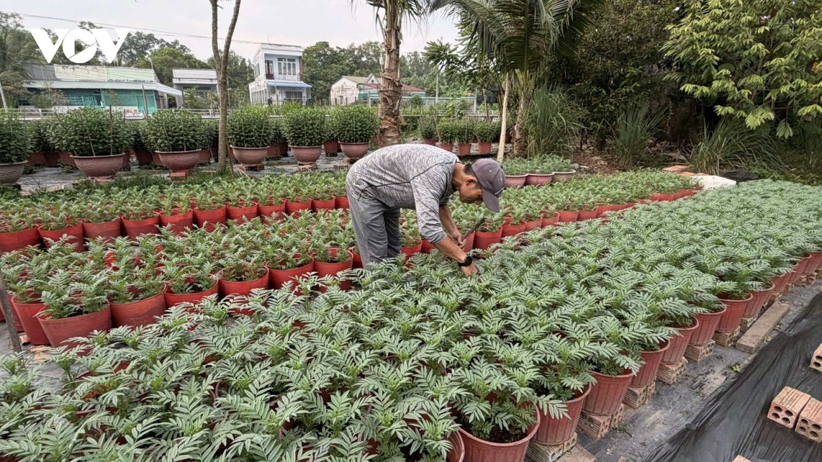 Nông dân Cần Thơ xuống giống gần 2 triệu chậu hoa kiểng phục vụ Tết Nguyên đán